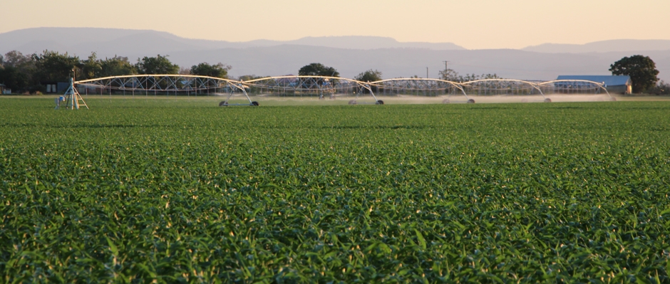 Corn Irrigator for Home Page2