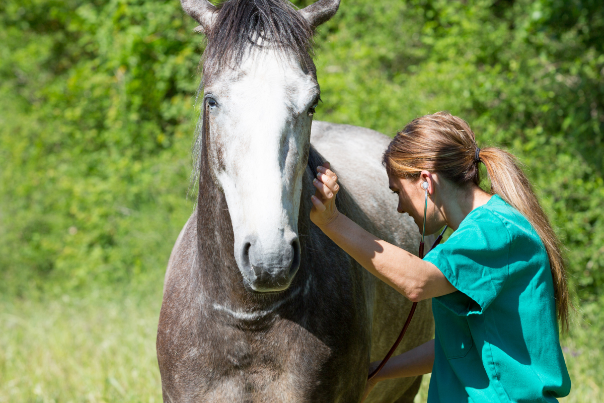 West Coast Vet Hospital 1