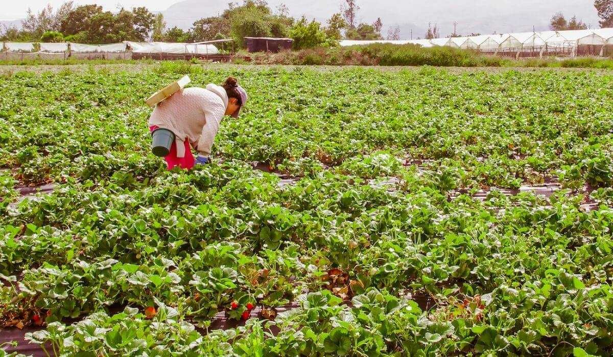 Perry certified strawberry runner growers energy case study